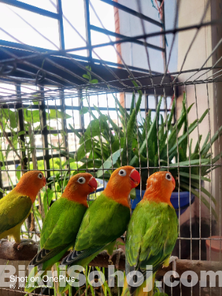 Green Opline + uing 4 pcs